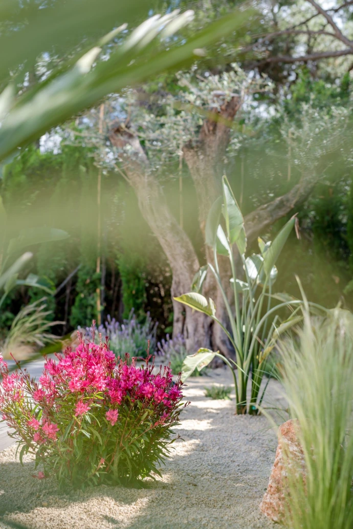 Mediterranean plants
