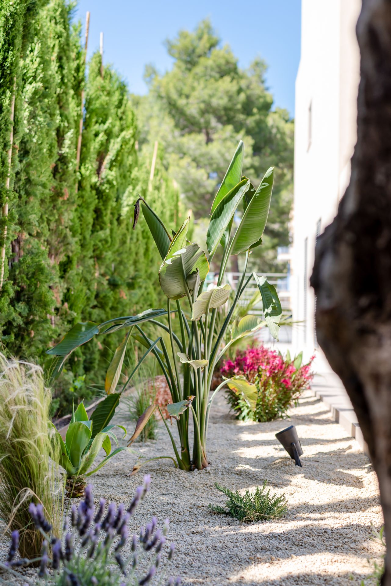 Mediterranean plants