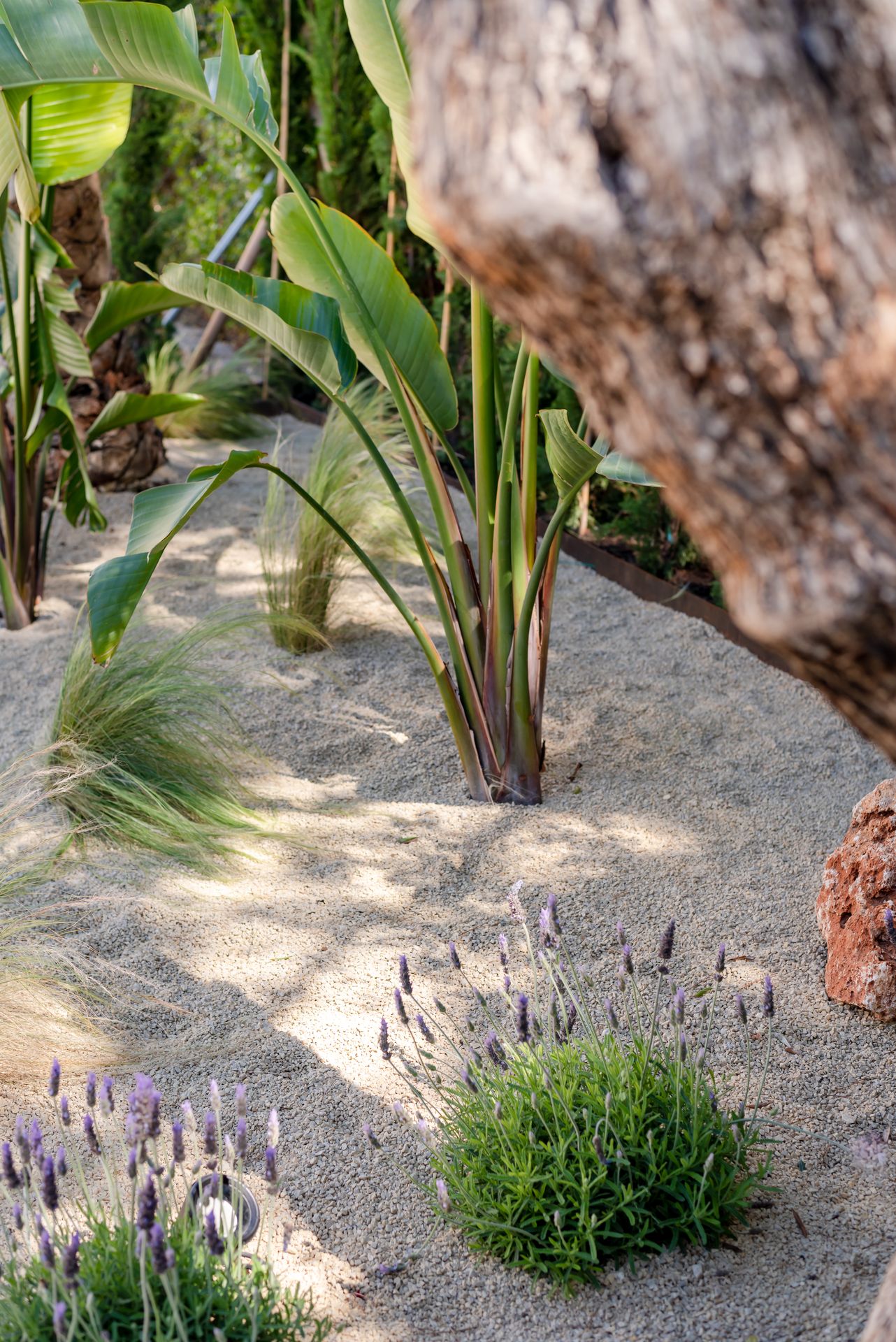 Gravel and mediterranean plants